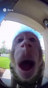 Video thumb